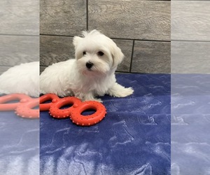 Maltese Puppy for sale in RICHMOND, IL, USA