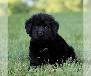 Newfoundland Puppy for sale in NEW HOLLAND, PA, USA