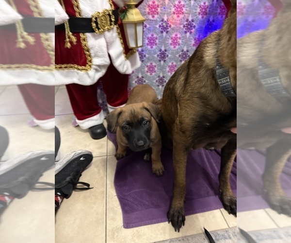 Medium Photo #24 Belgian Malinois Puppy For Sale in JACKSONVILLE, FL, USA