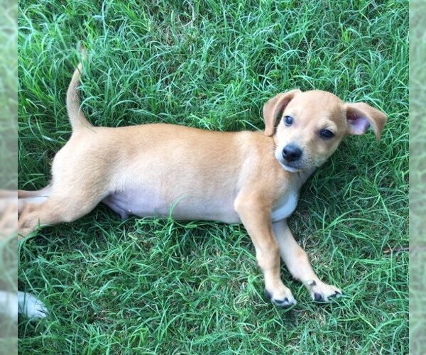 Medium Photo #29 Chiweenie Puppy For Sale in San Antonio, TX, USA