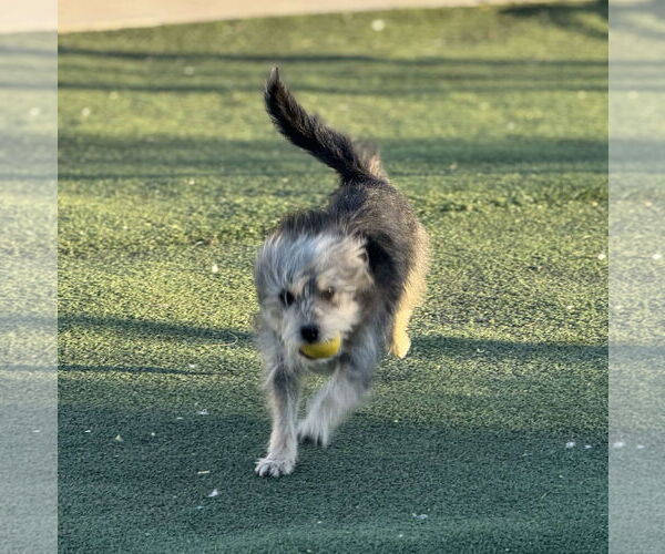 Medium Photo #8 Mutt Puppy For Sale in La Verne, CA, USA
