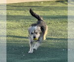 Small #7 Mutt