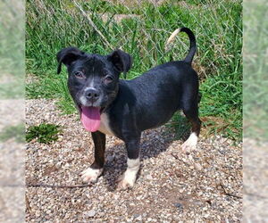 Labrador Retriever Dogs for adoption in Lake City, MI, USA