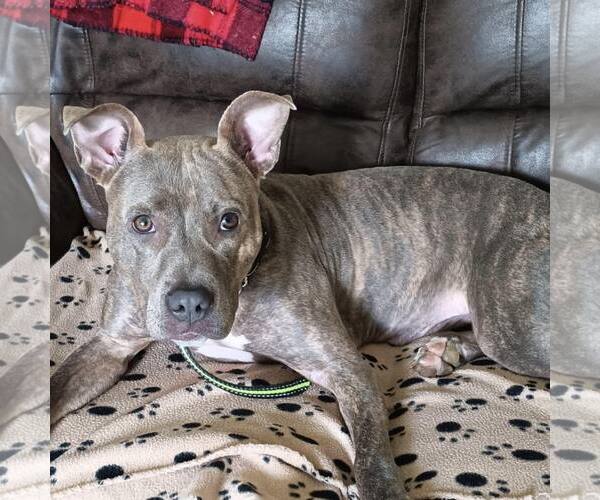 Medium Photo #6 American Staffordshire Terrier-Unknown Mix Puppy For Sale in New Oxford , PA, USA