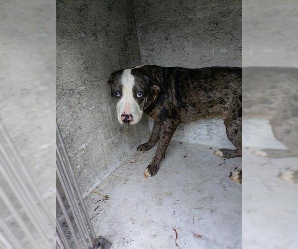 Medium Photo #1 American Staffordshire Terrier Puppy For Sale in Fort Lauderdale, FL, USA