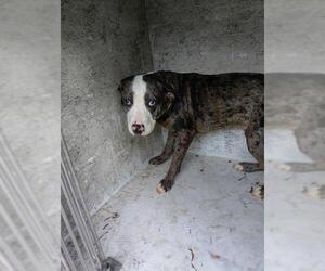 American Staffordshire Terrier Dogs for adoption in Fort Lauderdale, FL, USA