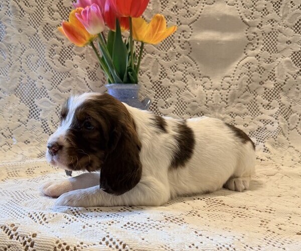 Medium Photo #3 English Springer Spaniel Puppy For Sale in OWEN, WI, USA