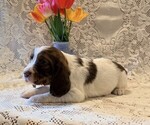 Small #2 English Springer Spaniel