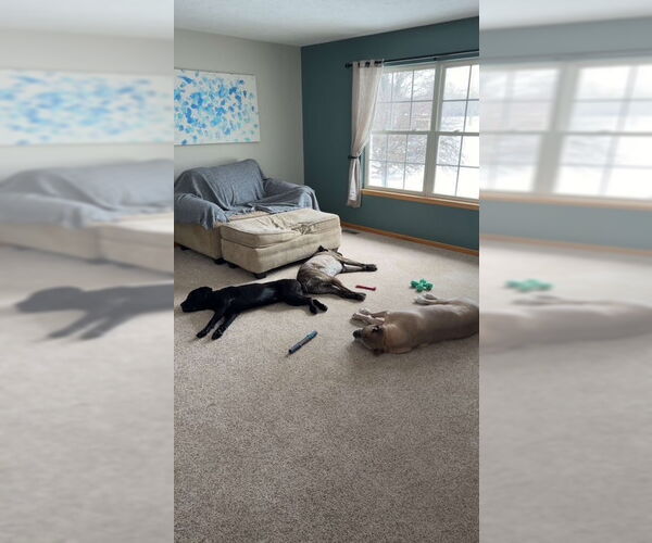 Medium Photo #5 Mutt Puppy For Sale in Belleville, MI, USA