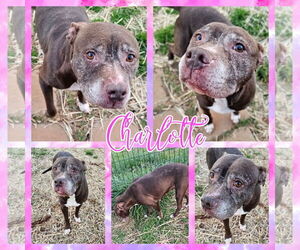 Charlotte - Female Mutt Dog for Adoption - Photo #5