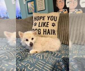 Auggie of FL (aka Alfredo) - Male American Eskimo Dog Dog for Adoption - Photo #5