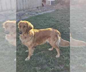 Mother of the Golden Retriever puppies born on 12/25/2025