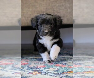 Medium Aussie-Poo