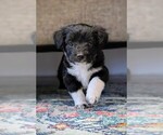 Puppy Bugle Aussie-Poo
