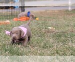 Small Photo #5 Labrador Retriever Puppy For Sale in MARSHFIELD, MO, USA