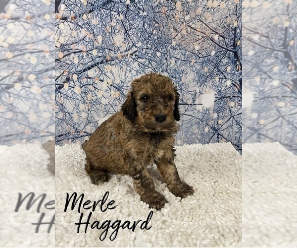 Medium Photo #1 Bernedoodle-Poodle (Standard) Mix Puppy For Sale in SPARTA, TN, USA