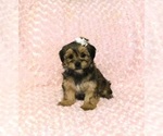 Small Photo #2 Shorkie Tzu Puppy For Sale in WARRENSBURG, MO, USA