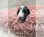 Small #2 Goldendoodle