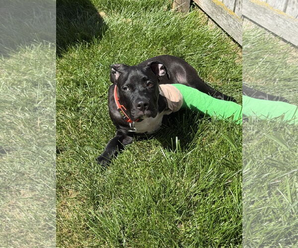 Medium Photo #5 American Pit Bull Terrier-Unknown Mix Puppy For Sale in Lockport, NY, USA