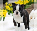 Small Photo #3 Boston Terrier Puppy For Sale in MANHEIM, PA, USA