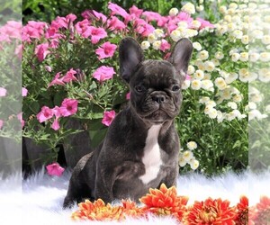 French Bulldog Puppy for sale in FREDERICKSBG, OH, USA