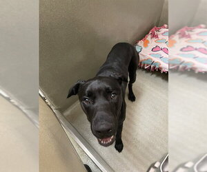 Labrador Retriever Dogs for adoption in Lee's Summit, MO, USA