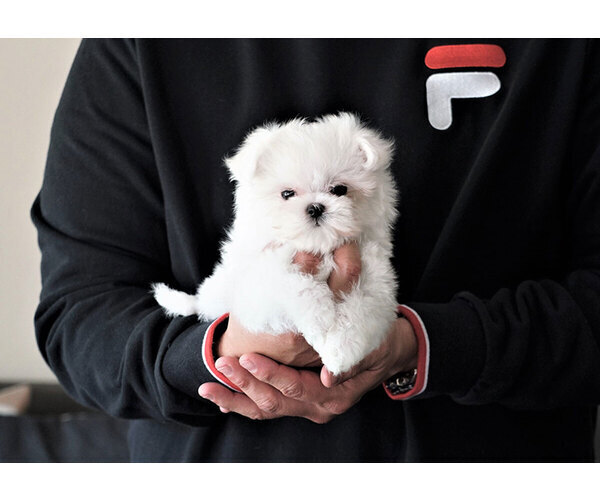 Medium Photo #5 Maltese Puppy For Sale in FULLERTON, CA, USA