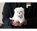 Small Photo #5 Maltese Puppy For Sale in FULLERTON, CA, USA