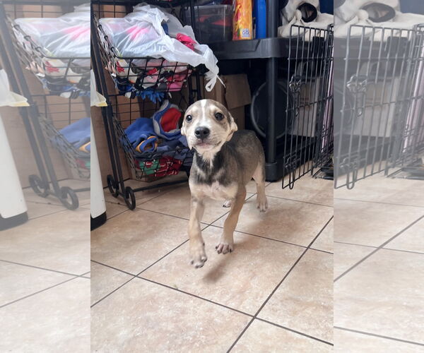 Medium Photo #1 American Staffordshire Terrier-Unknown Mix Puppy For Sale in Tracy City, TN, USA