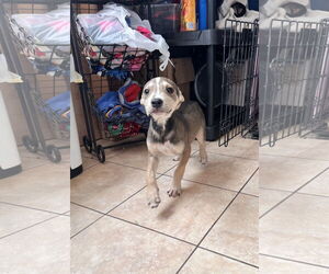 American Staffordshire Terrier-Unknown Mix Dogs for adoption in Tracy City, TN, USA