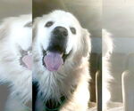 Small #4 Great Pyrenees