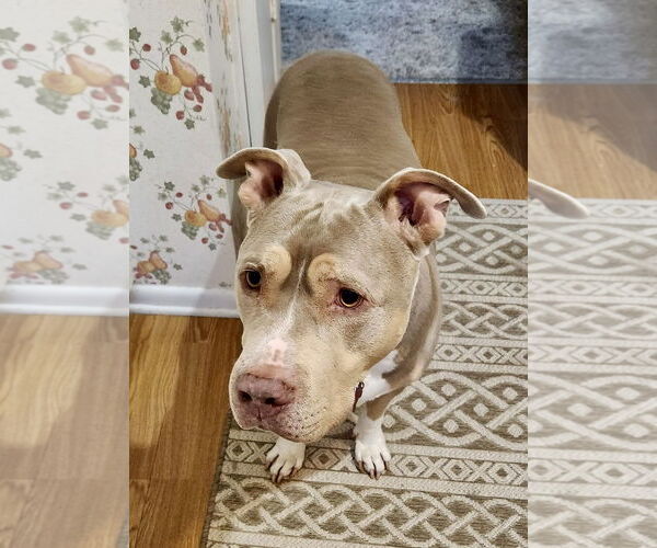 Medium Photo #30 Staffordshire Bull Terrier-Unknown Mix Puppy For Sale in Mount Laurel, NJ, USA