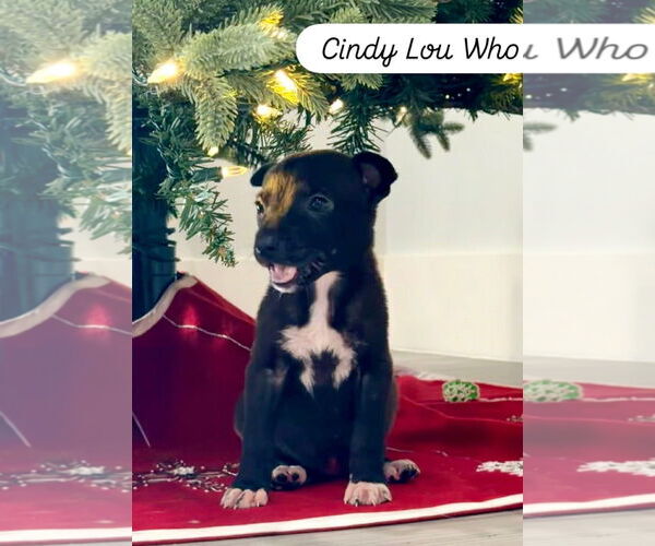 Medium Photo #1 Siberian Husky-Unknown Mix Puppy For Sale in Sanford, FL, USA