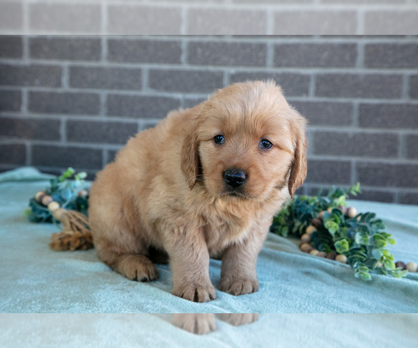 Medium Photo #3 Golden Retriever Puppy For Sale in MILLERSBURG, OH, USA