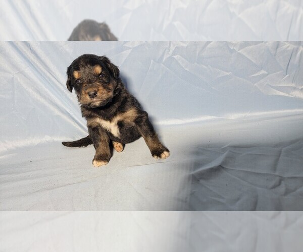 Medium Photo #3 Golden Mountain Dog Puppy For Sale in BLACK FOREST, CO, USA