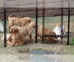 Small Photo #8 Golden Retriever Puppy For Sale in COMMERCE, GA, USA