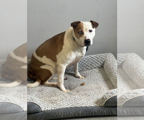 Medium Photo #4 American Staffordshire Terrier-Unknown Mix Puppy For Sale in Dana Point, CA, USA