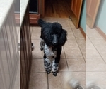 Small Photo #1 Poodle (Standard) Puppy For Sale in FLEMINGTON, NJ, USA