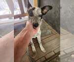 Small #2 Mutt