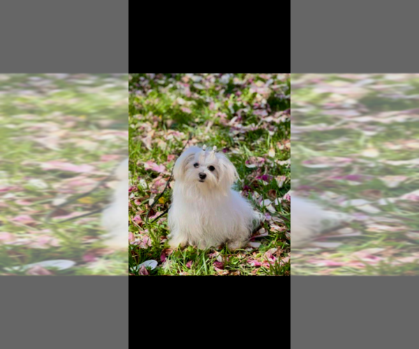 Medium Photo #1 Maltese Puppy For Sale in NILES, MI, USA