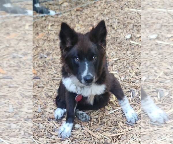 Medium Photo #4 Mutt Puppy For Sale in Paso Robles, CA, USA