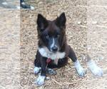 Small #3 Mutt