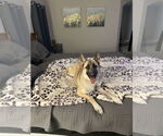 Small #3 German Shepherd Dog