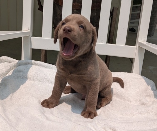 Medium Photo #41 Labrador Retriever Puppy For Sale in GOSHEN, IN, USA