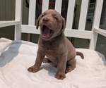 Small #4 Labrador Retriever