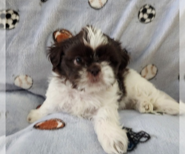 Medium Photo #5 Shih Tzu Puppy For Sale in WESLEY CHAPEL, FL, USA