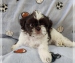 Small #4 Shih Tzu