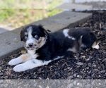 Small Photo #21 Miniature Australian Shepherd Puppy For Sale in WHITEWATER, MO, USA