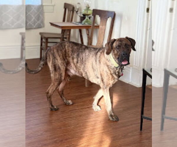 Medium Photo #2 Brazilian Mastiff-Dogue de Bordeaux Mix Puppy For Sale in Jasper, AL, USA