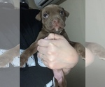 Puppy 7 American Staffordshire Terrier-Rottweiler Mix